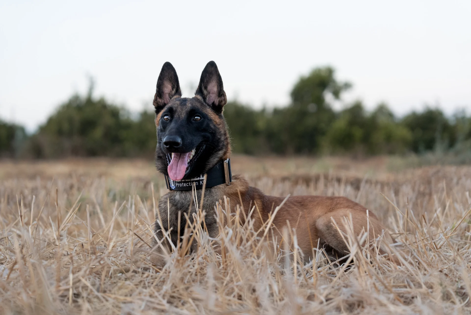 German Shepherd protection dog with collar in field, demonstrating focus and controlled instinct.