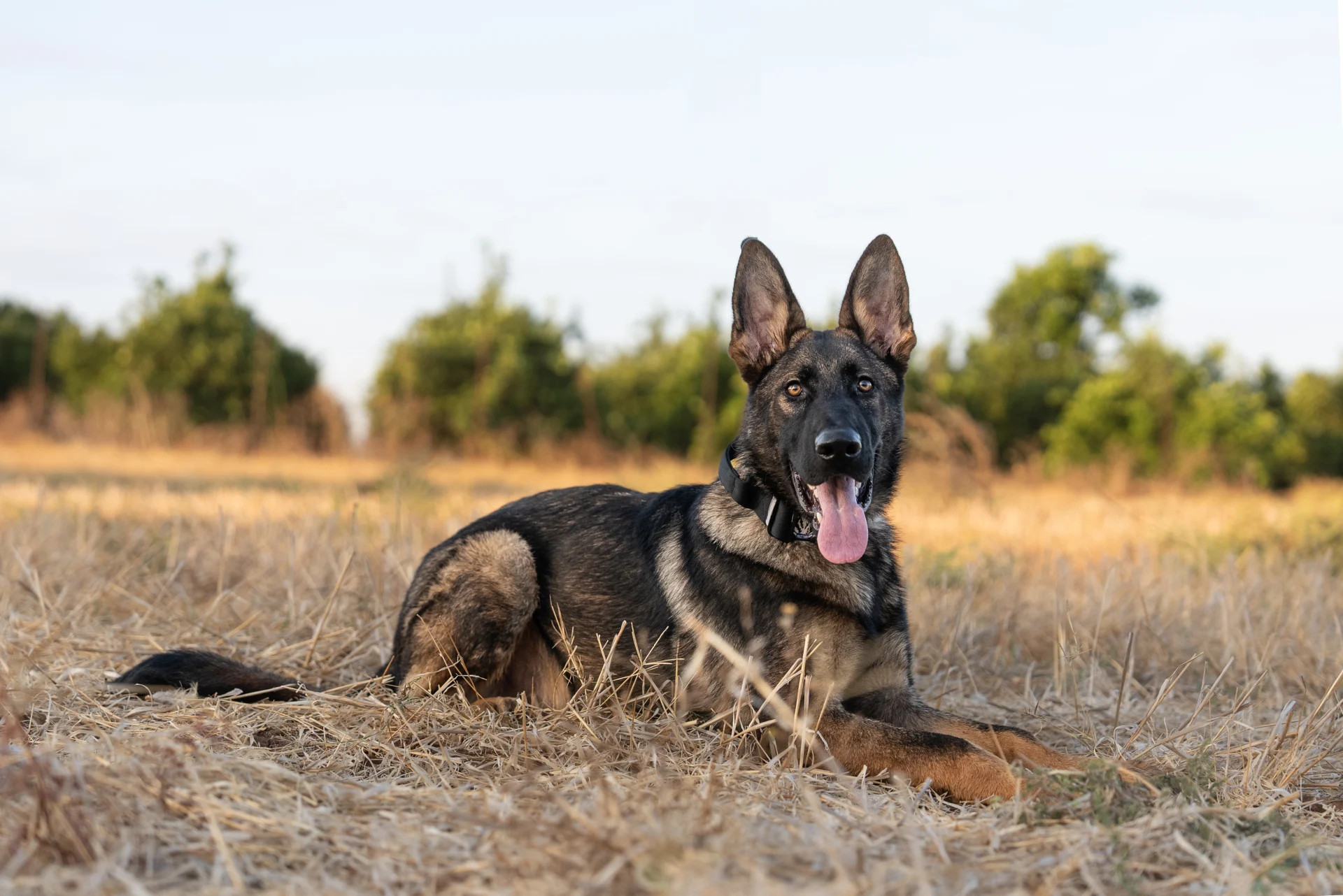 Working-line German Shepherd dog displaying alertness and drive for protection work.
