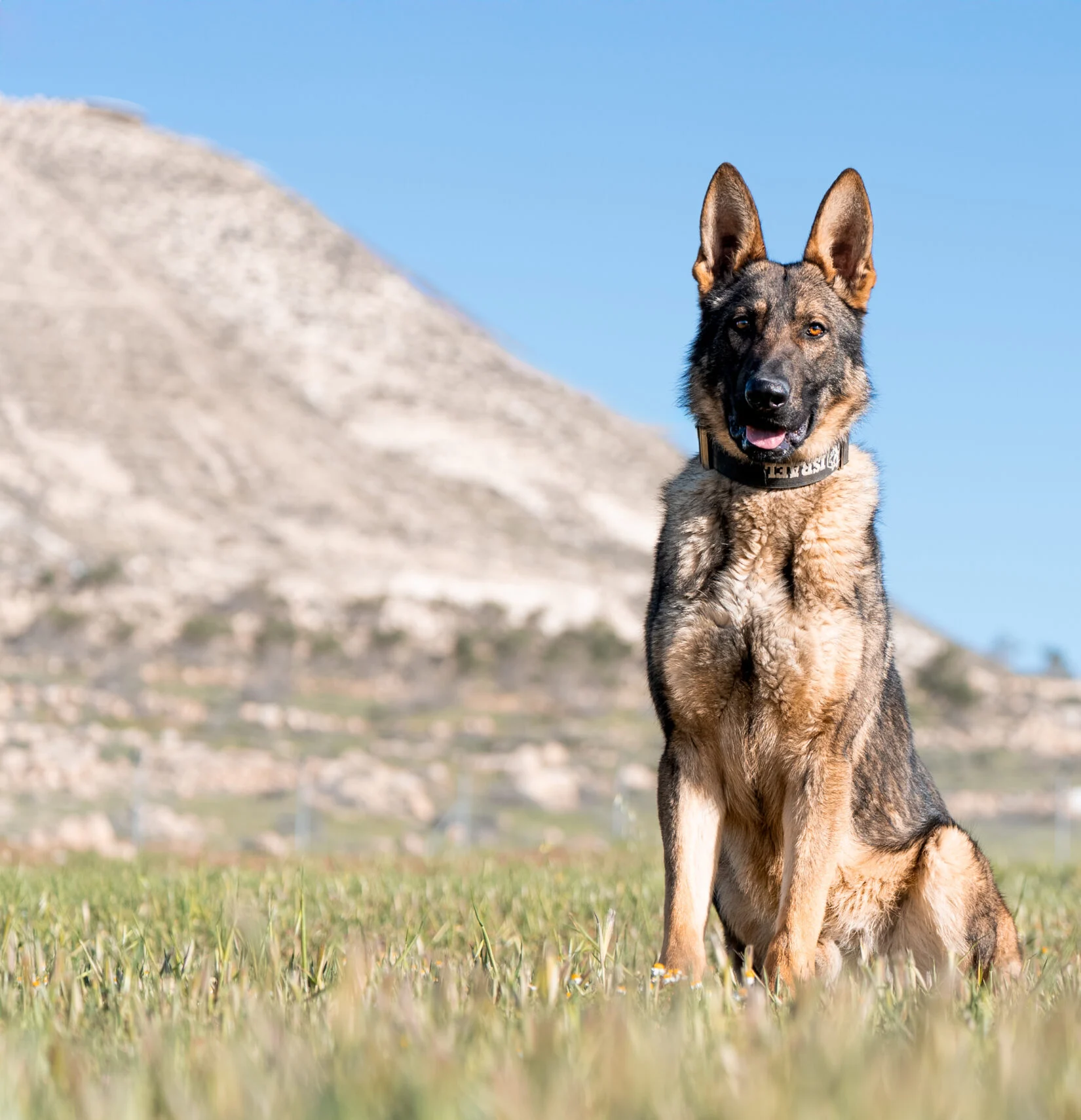 Trained Belgian Malinois sitting in a grassy field with a mountainous background, showcasing alertness and readiness, relevant to protection dog training and maintenance.