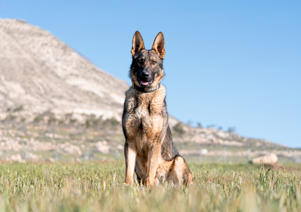 german Shepherd sitting in a grassy field