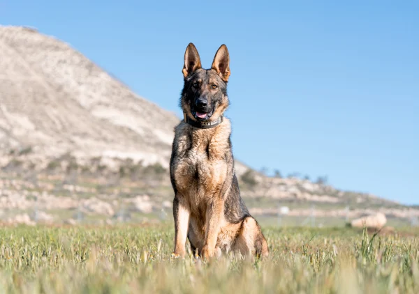 German Shepherd sitting confidently in a grassy field, showcasing strength and focus, reflecting traits of elite protection dogs available at Israel Protection K9.