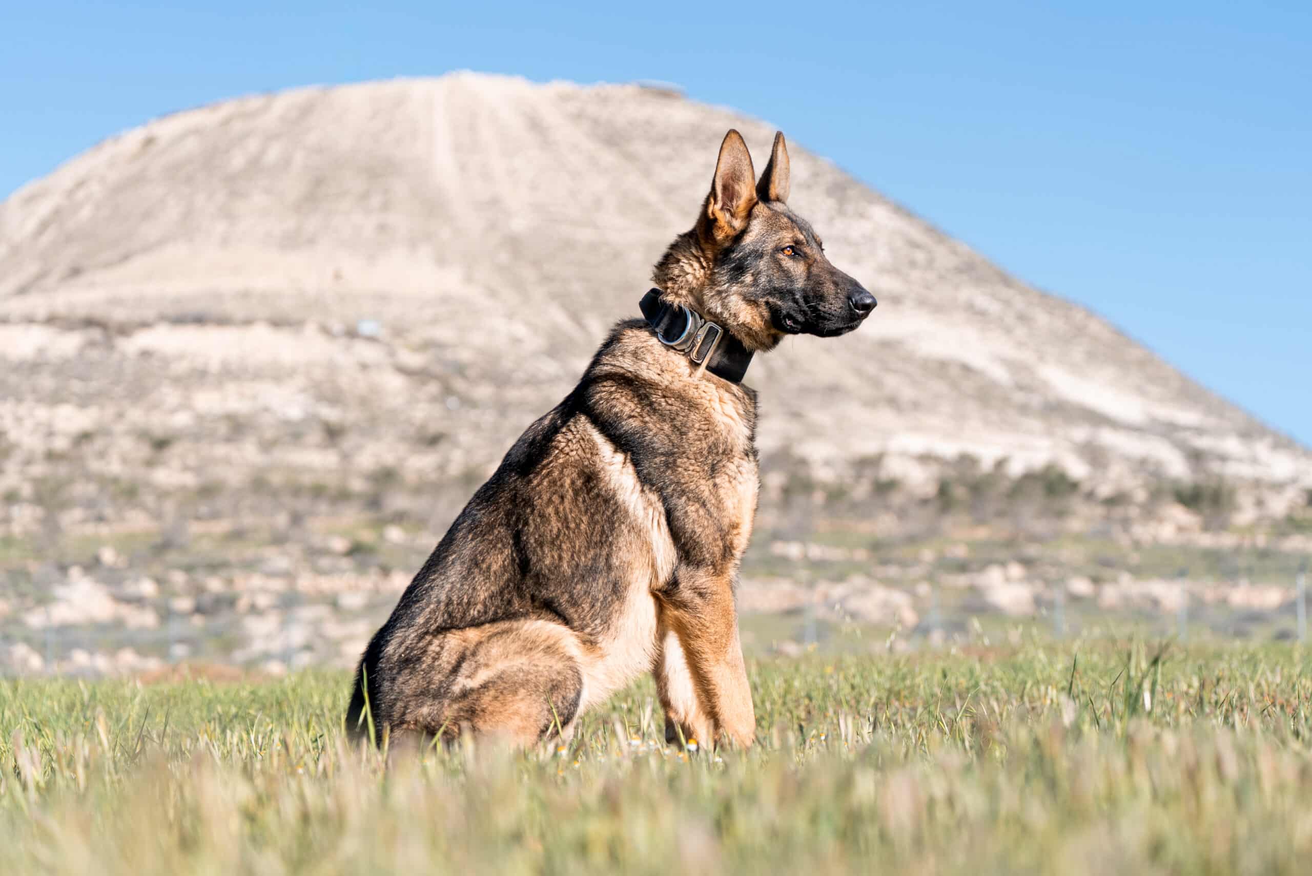 Meet Ash, an Israel Protection K9 Dog