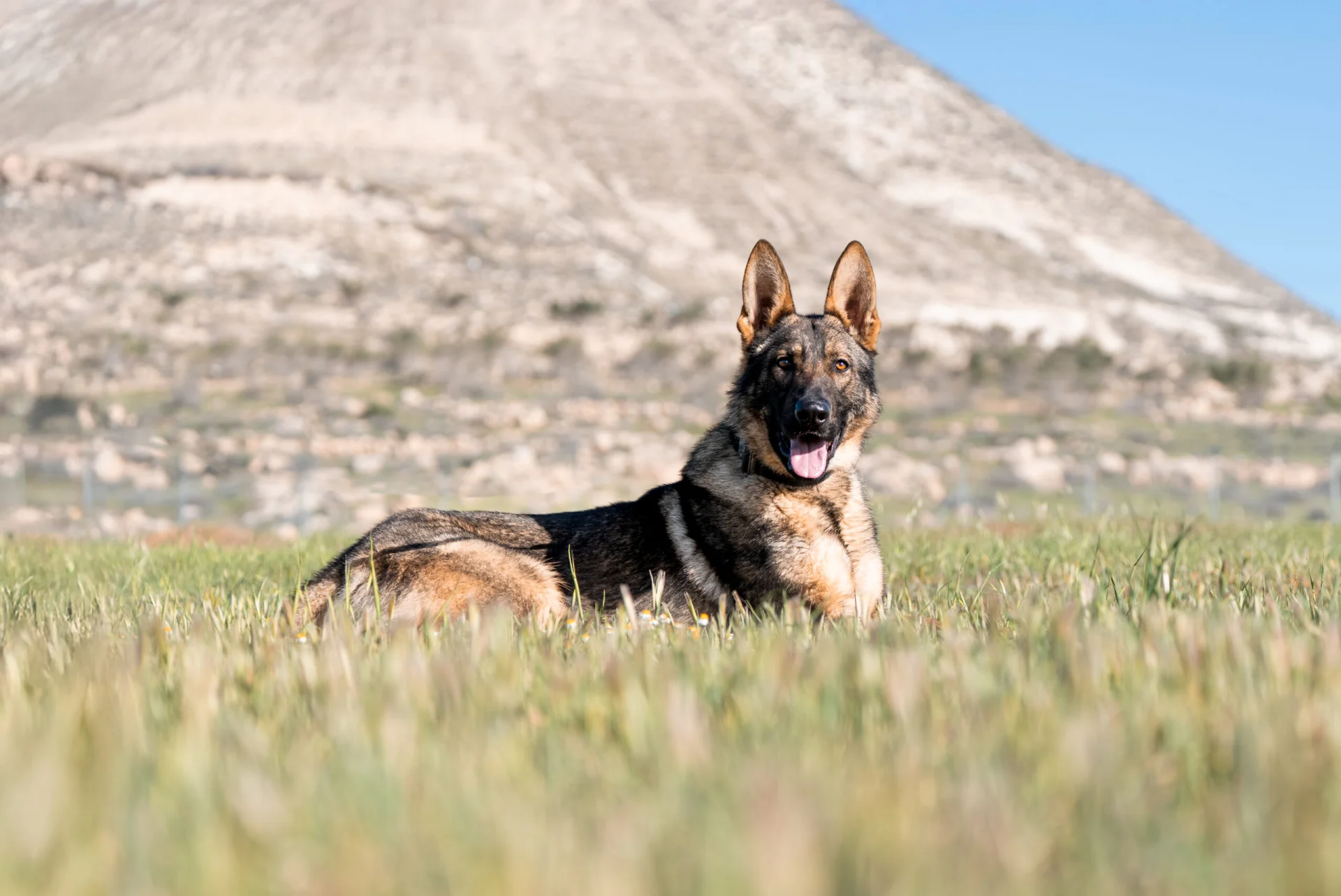 German Shepherd lying in a grassy field, showcasing its alert demeanor and protective nature, relevant to the guide on buying protection dogs from Israel Protection K9.