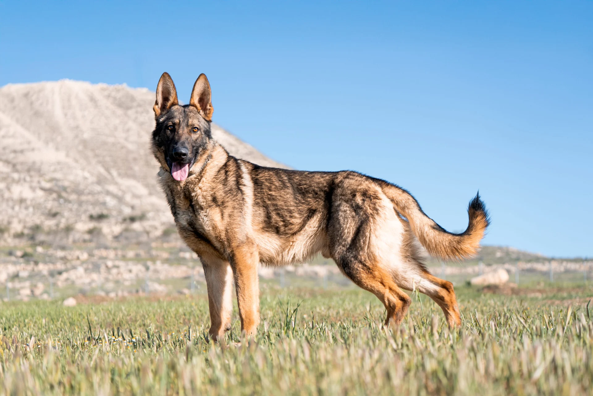 Working-line German Shepherd dog standing in a field, demonstrating drive and endurance for protection work.