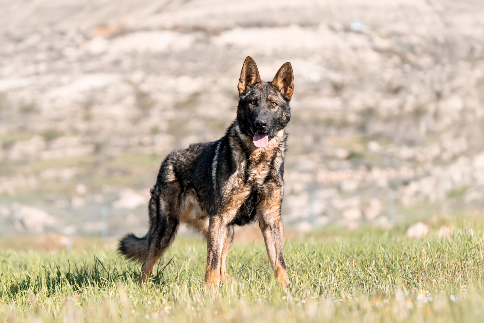 German Shepherd in a grassy field, demonstrating stability and readiness, reflecting the Israeli protection dog training methodology focused on real-world scenarios and safety.