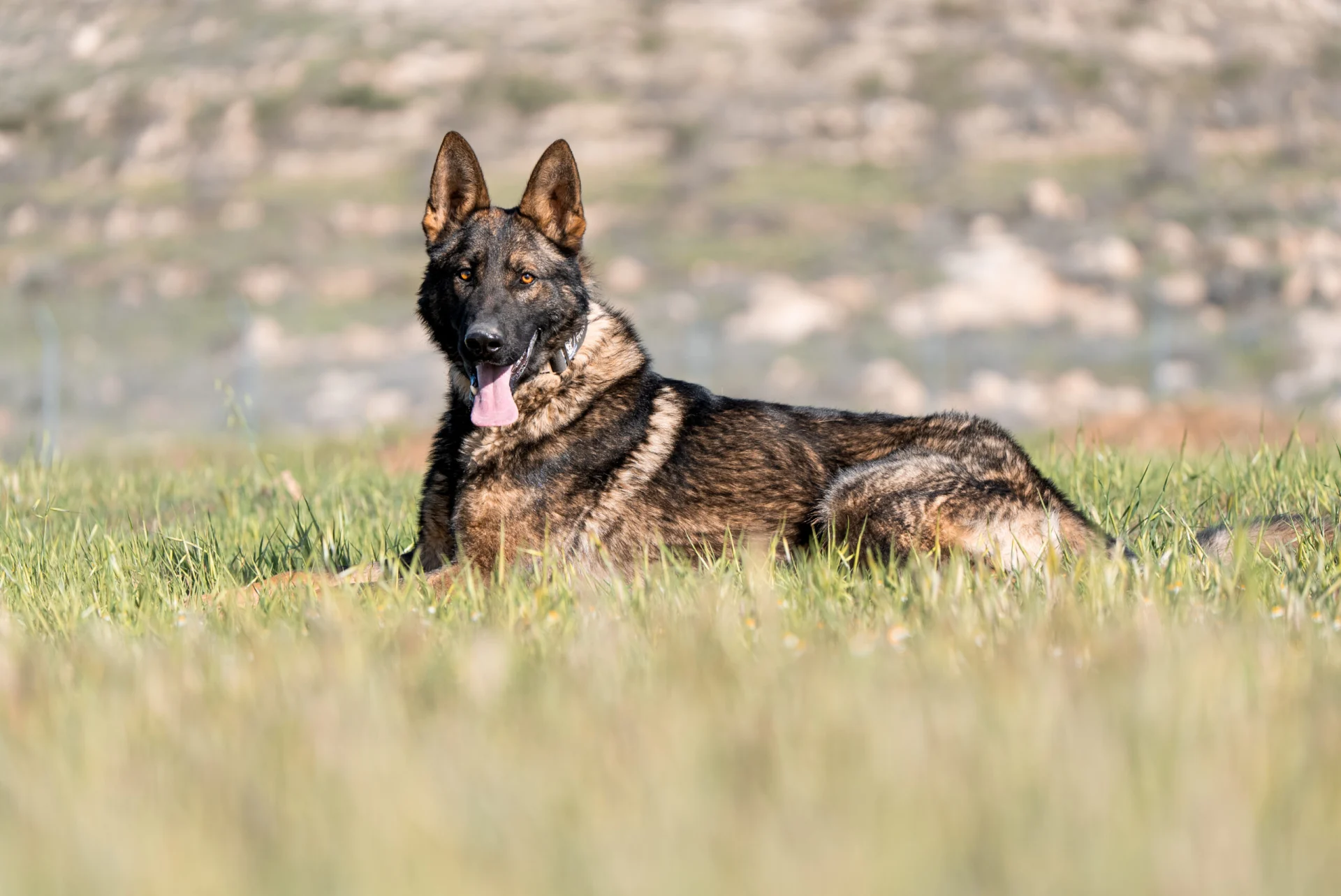 German Shepherd lying in grass, showcasing strong build and attentive expression, representing qualities of personal protection dogs.