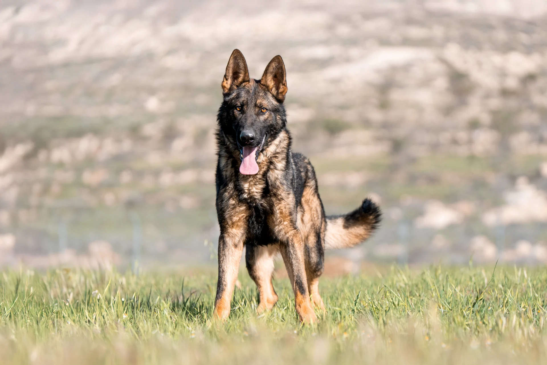 Well-trained German Shepherd protection dog standing in grass, demonstrating loyalty and discipline.