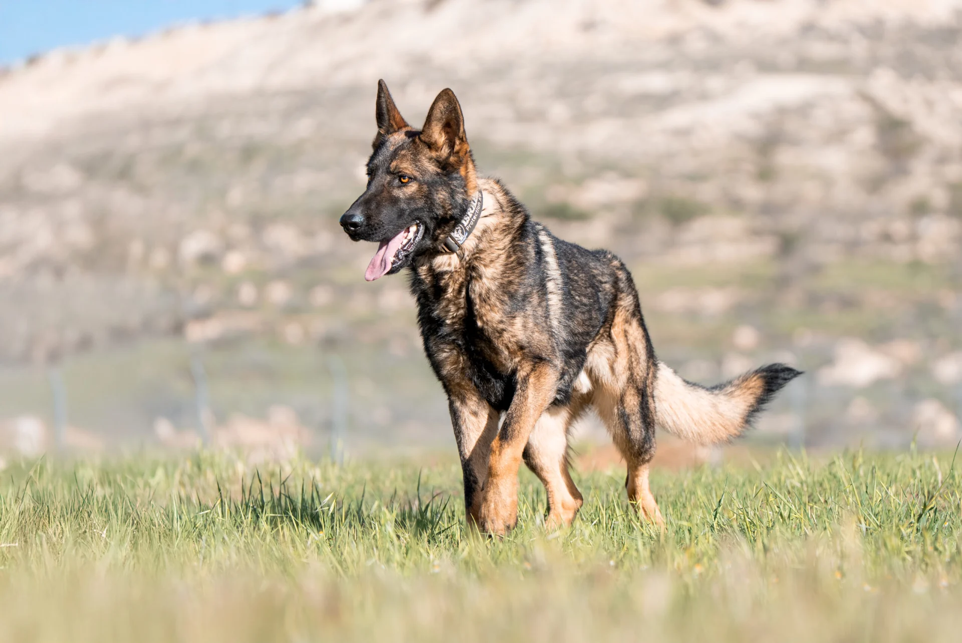 Belgian Malinois walking in grassy field, showcasing athletic build and alert demeanor, representing ideal traits for professional protection work.