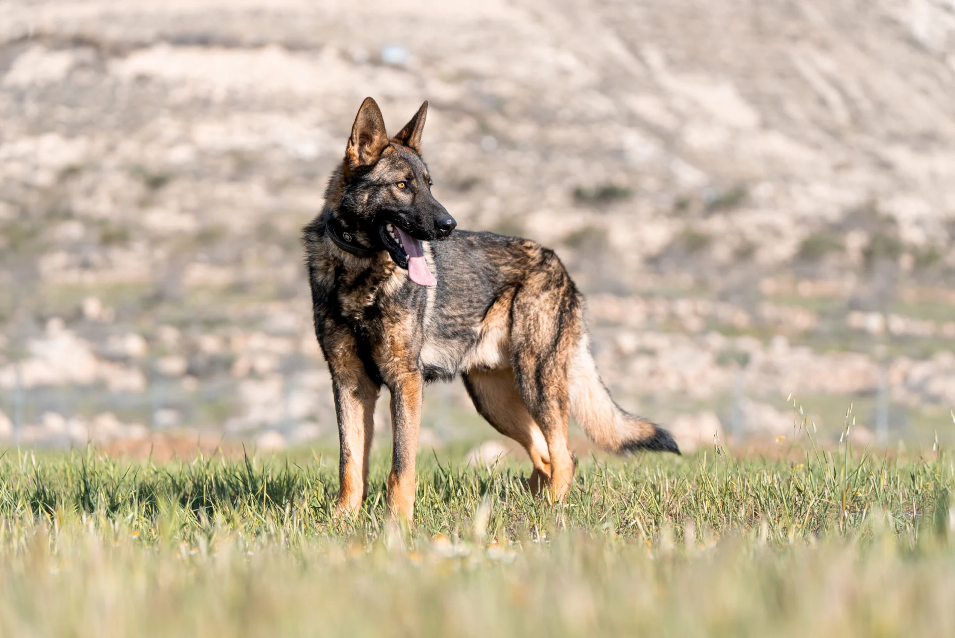 Trained Belgian Malinois standing in a grassy field, showcasing its alert posture and distinctive coat, relevant to protection dog training and buyer evaluation processes.