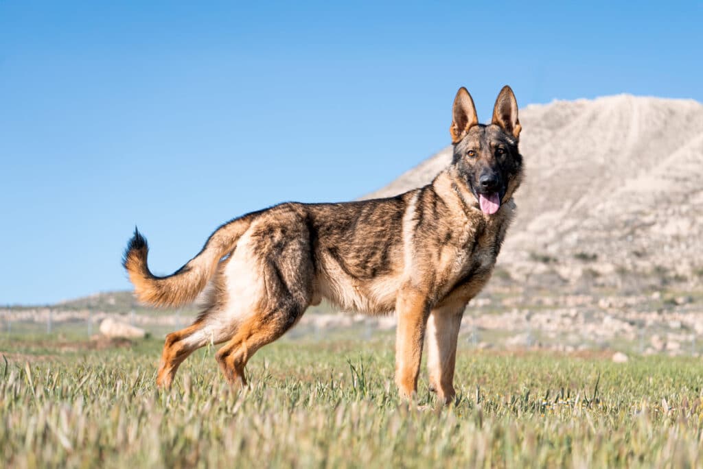 Meet Ash, an Israel Protection K9 Dog