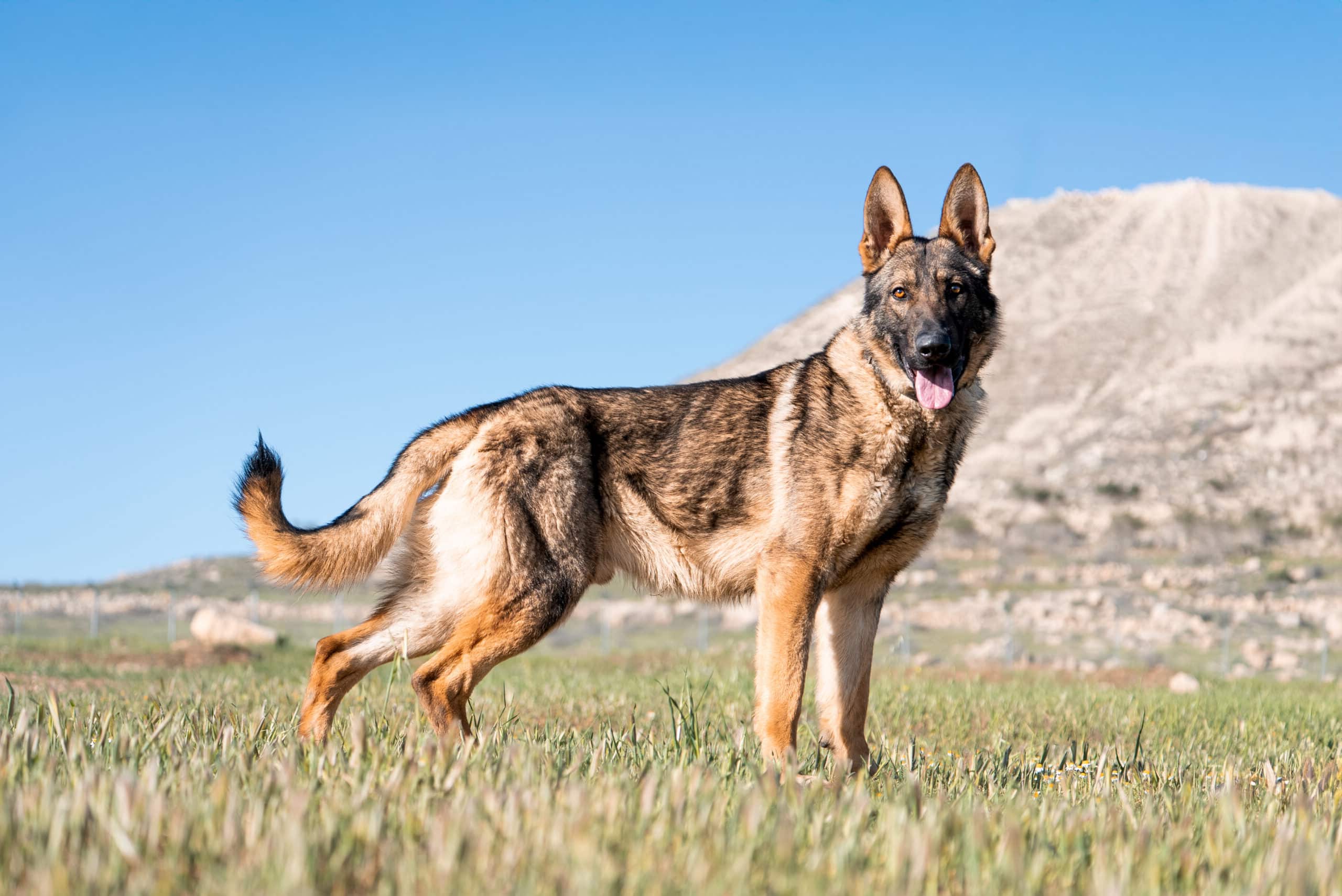 Meet Ash, an Israel Protection K9 Dog