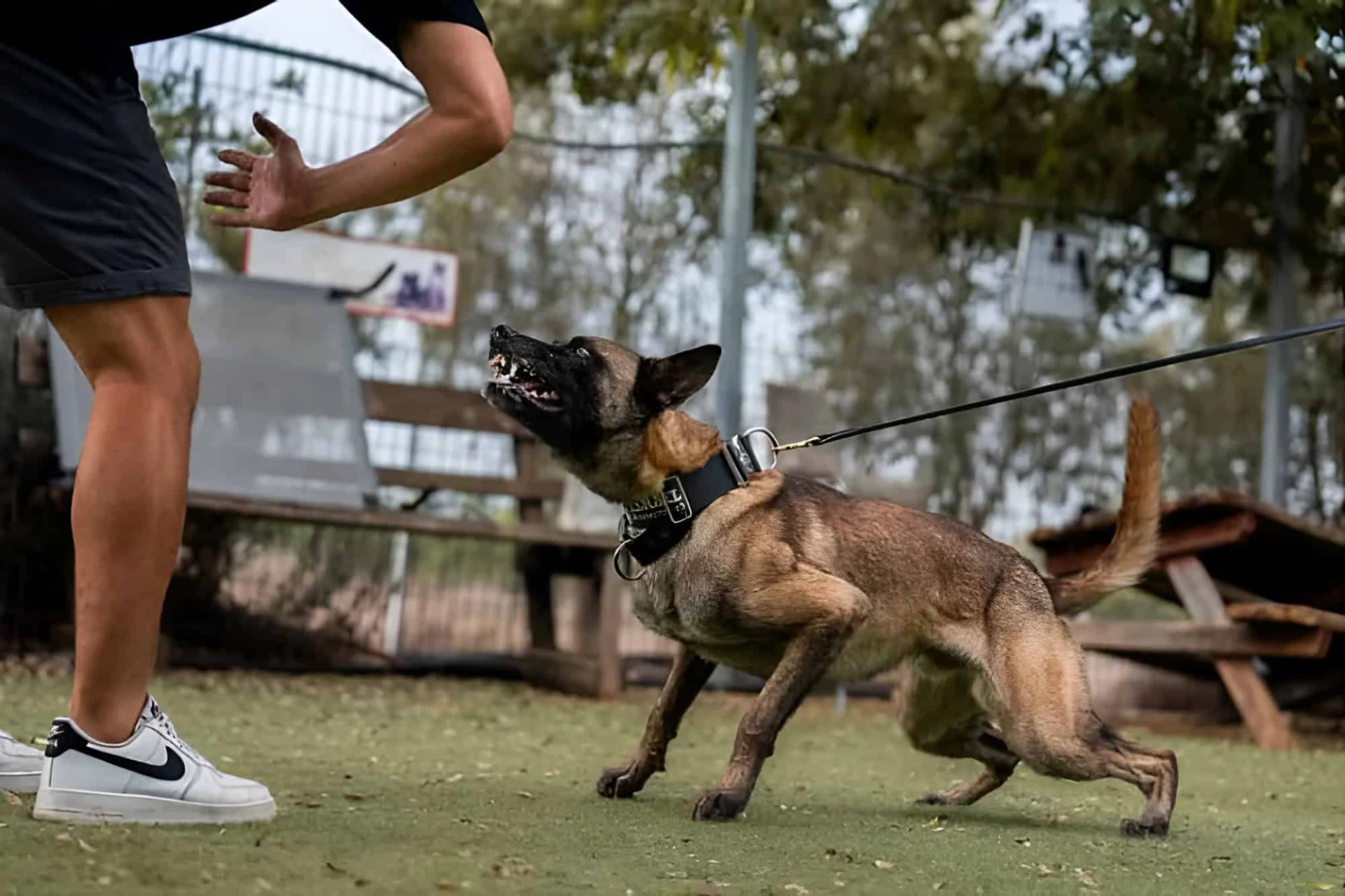 Trained protection dog in action, responding to handler's command during training session, showcasing obedience and defense skills.