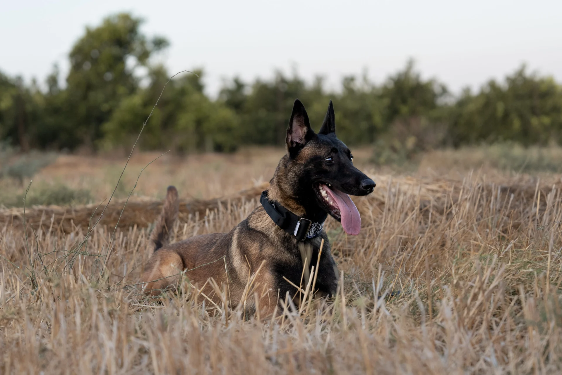 Belgian Malinois guard dog lying in a field, alert and ready to protect property, showcasing its training for security roles.