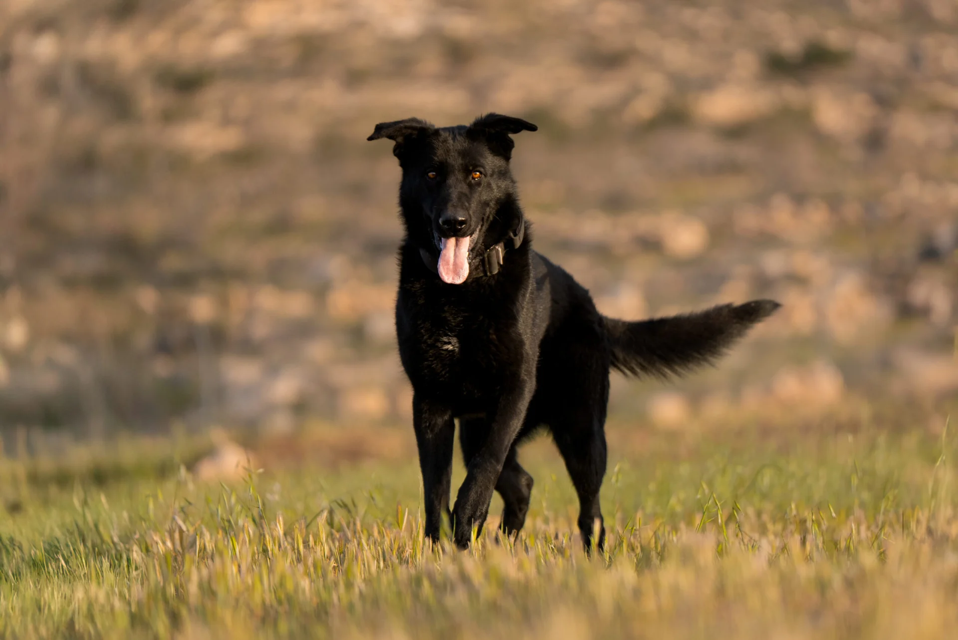 Black German Shepherd in a grassy field, showcasing confidence and playfulness, suitable for protection and companionship.