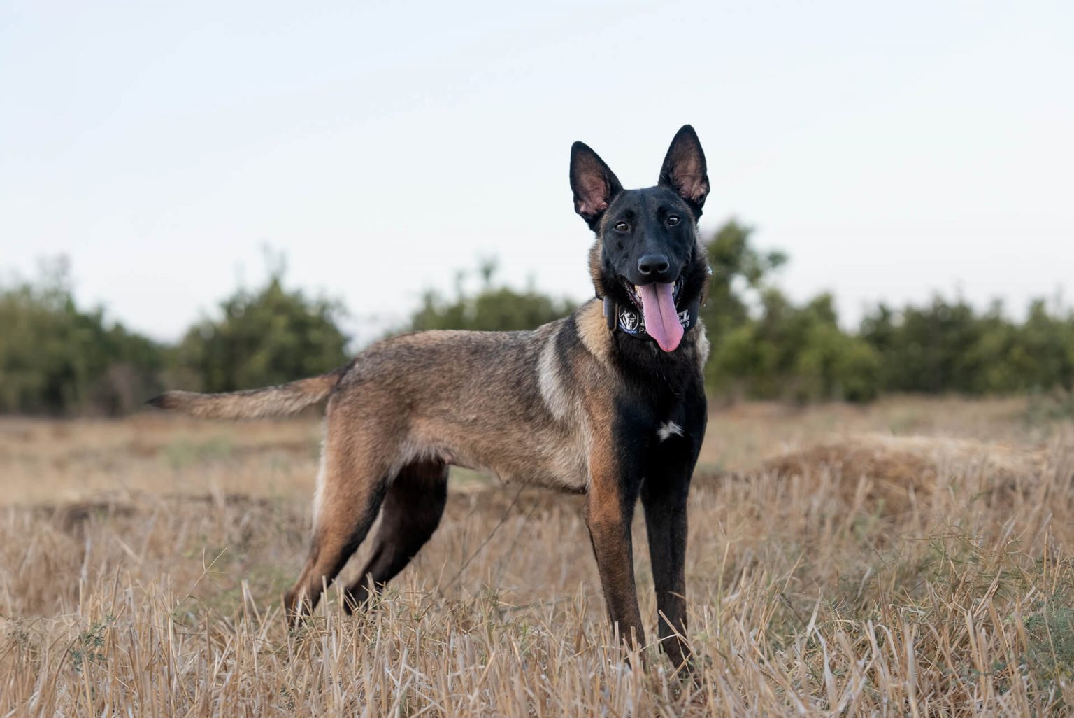 belgian malinoid protection dog