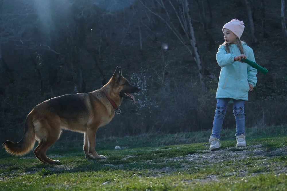 Girl playing with a German Shepherd dog in a natural outdoor setting, emphasizing family companionship and protection.