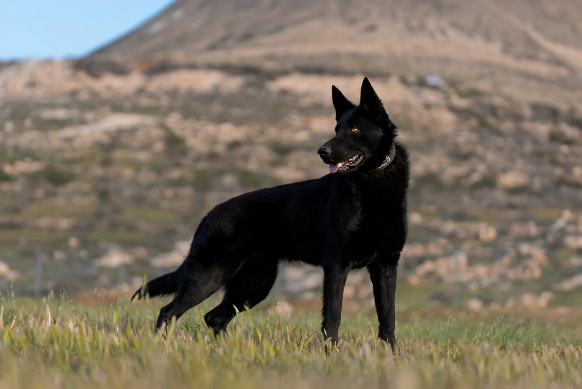 Black protection dog standing in a grassy field, showcasing alert posture and attentive demeanor, relevant to business security and personal protection contexts.
