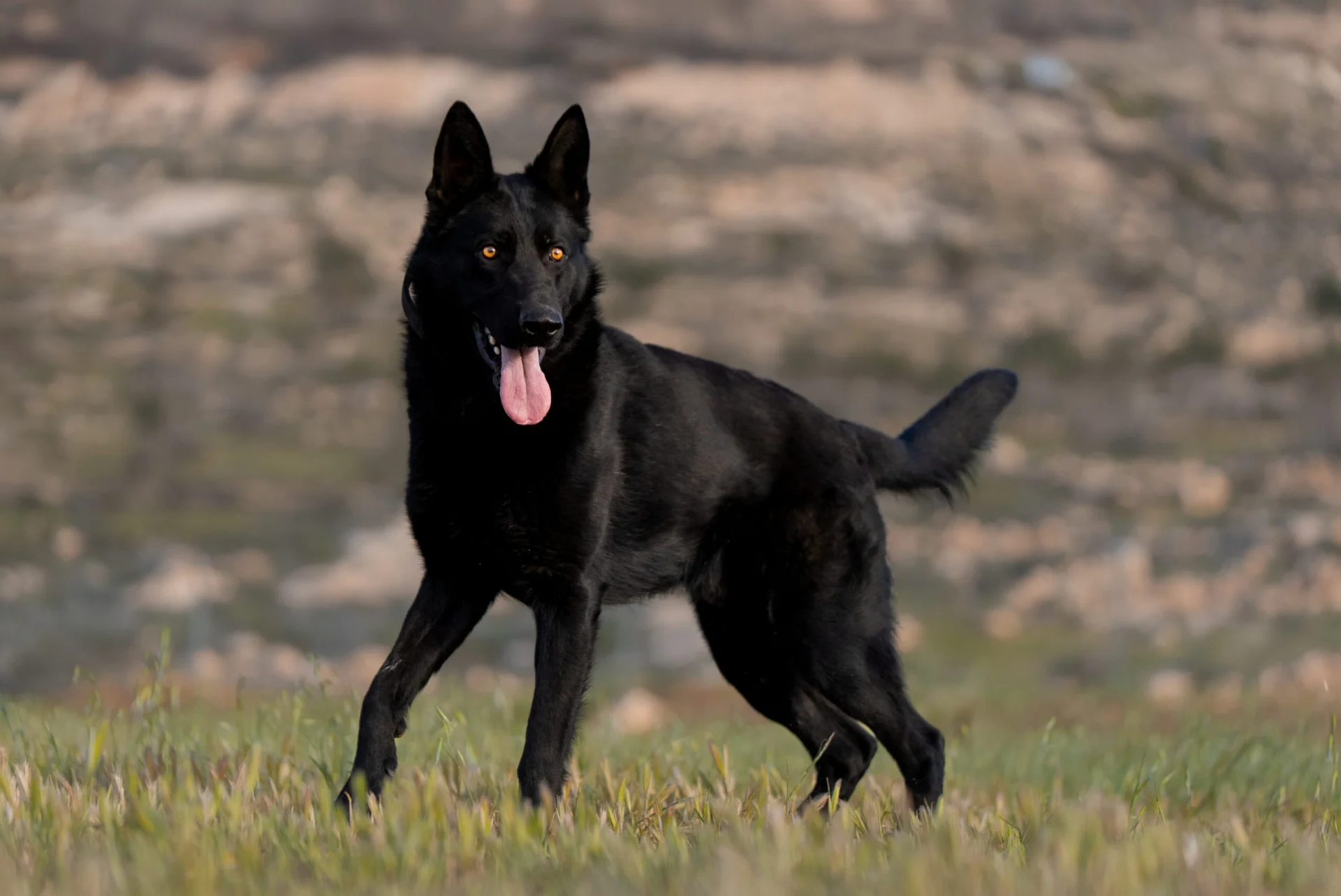 Black German Shepherd protection dog demonstrating alertness and focus.