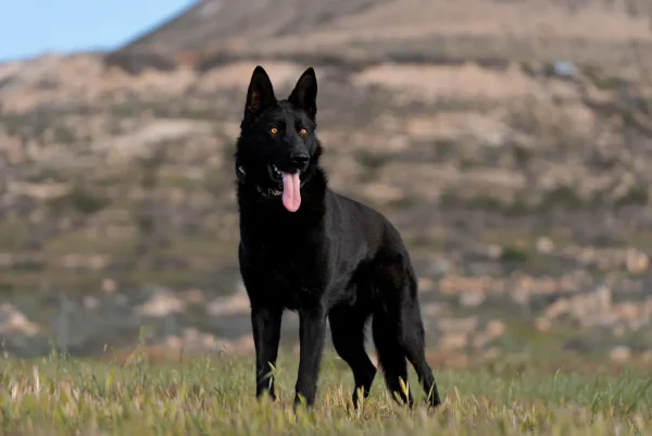 Black German Shepherd standing in a grassy field with a mountainous background, showcasing agility and strong presence, ideal for family protection.