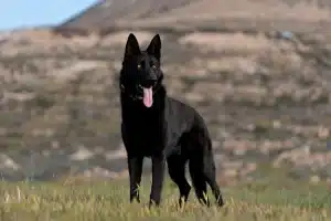 Meet Sky, an Israel Protection K9 dog.
