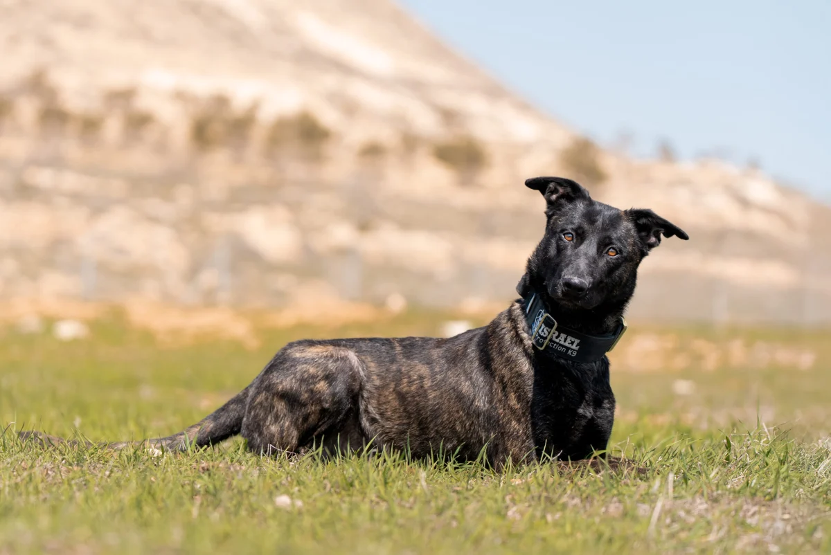 Brindle Dutch Shepherd protection dog wearing Israel Protection K9 collar, alert and vigilant.