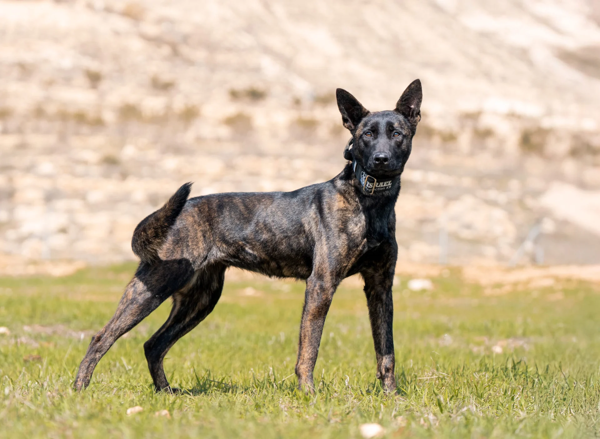 Dutch Shepherd Zara standing confidently in a grassy field, showcasing her strong build and playful demeanor, representing elite protection dog qualities.