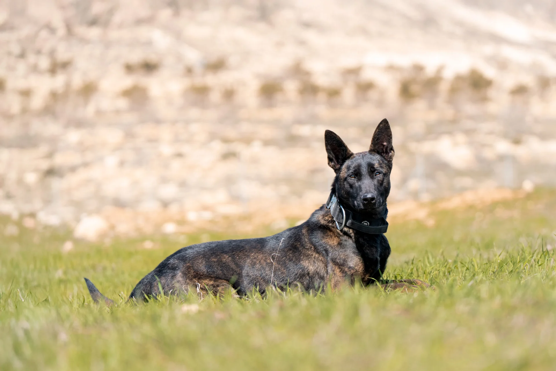 Dutch Shepherd dog resting in grass, observant and alert family protection dog.