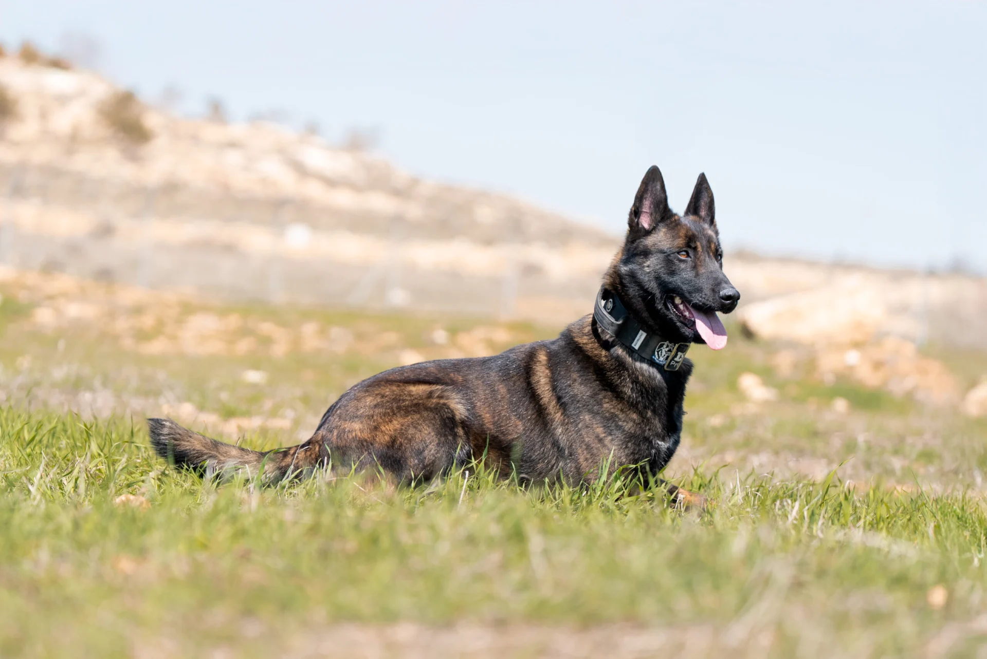Dutch Shepherd lying in grass, showcasing brindle coat and alert expression, emphasizing protective instincts and family-friendly nature.
