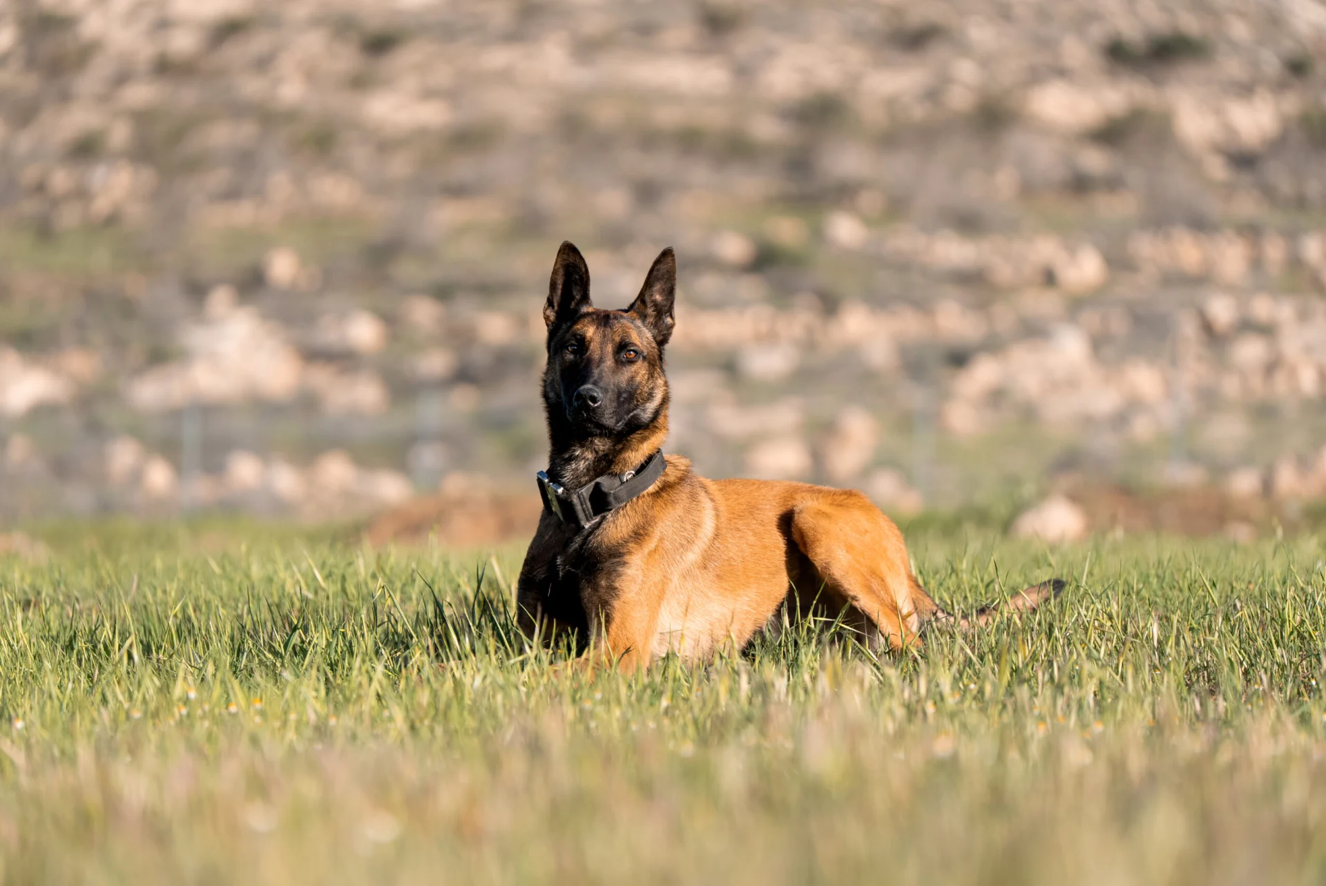 Belgian Malinois dog resting in a grassy field, showcasing calm demeanor and strong physique, representing elite protection dogs for families in Pennsylvania.