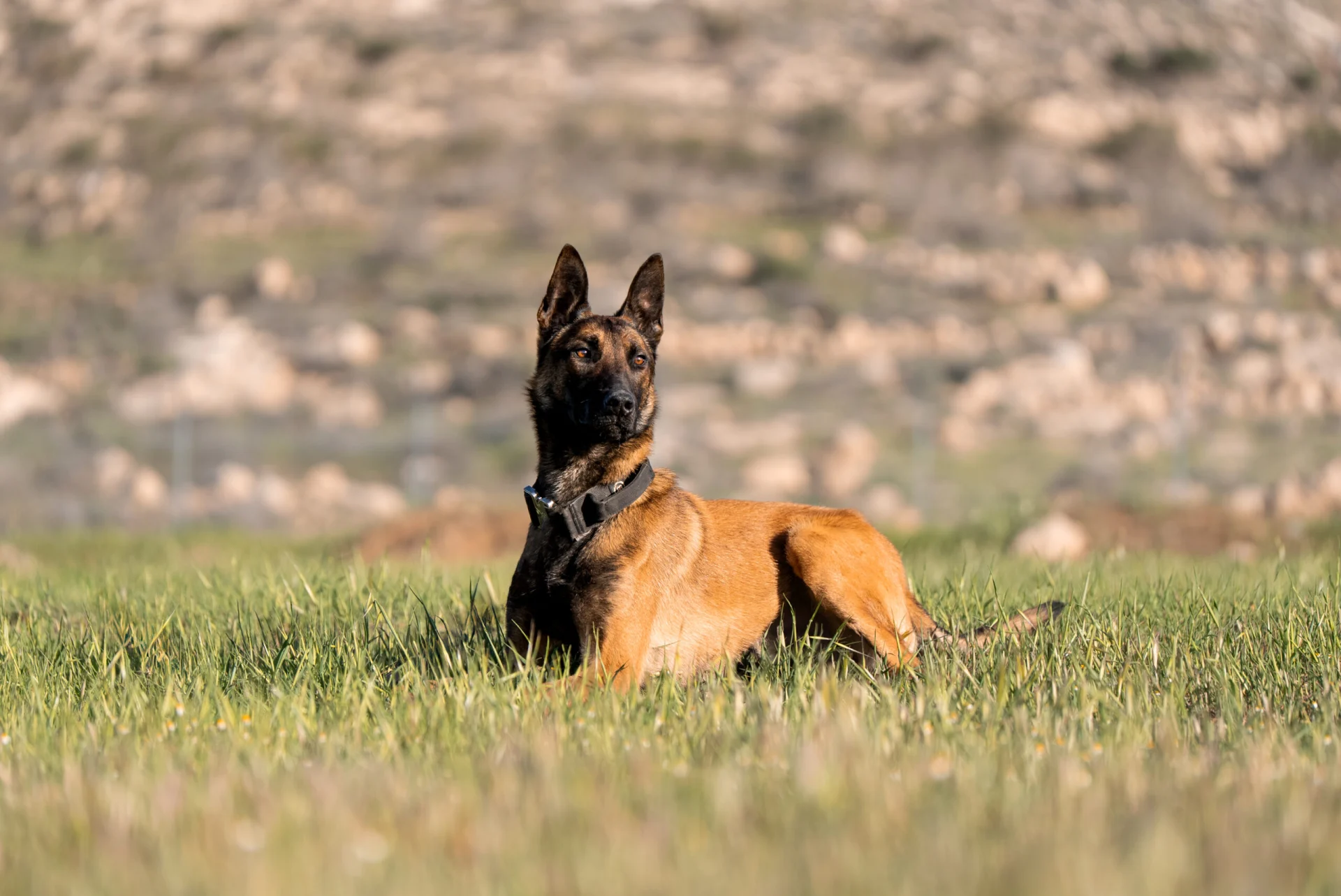 Trained protection dog lying in grass, showcasing companionship and home defense capabilities, relevant to home security discussions.