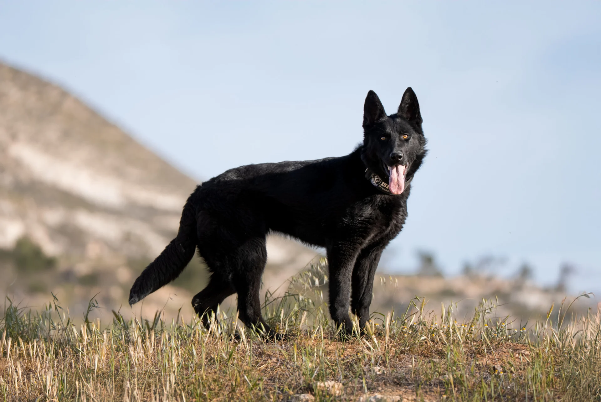 Belgian Malinois standing alert in a natural outdoor setting, showcasing athletic build, erect ears, and keen expression, emphasizing their suitability for protection roles.