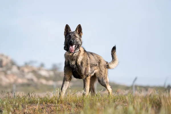 Sable German Shepherd standing confidently in a grassy field, showcasing its strong physique and alert demeanor, representing elite protection dog qualities.