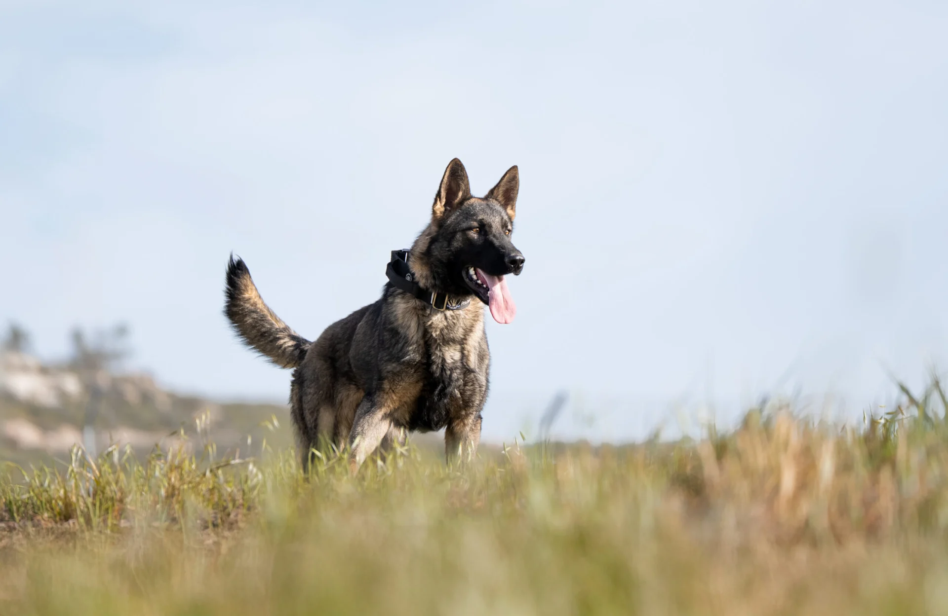 Protection dog standing in a grassy field, showcasing elite training and readiness for security, relevant to Israel Protection K9's offerings in New York.