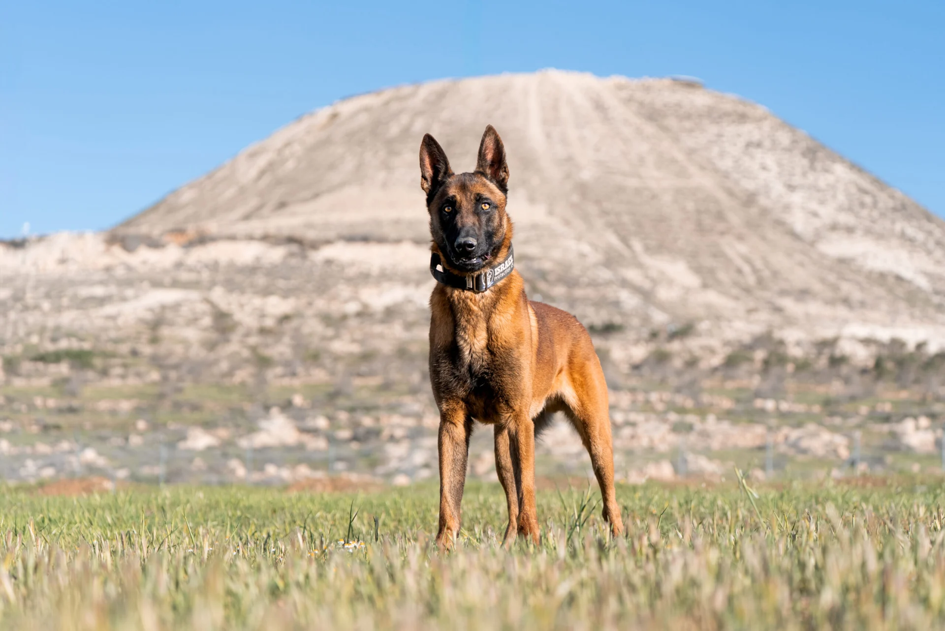 Meet Sky, an Israel Protection K9 dog.