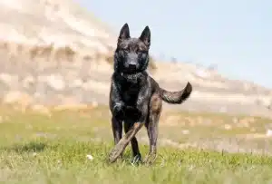 Meet Sky, an Israel Protection K9 dog.