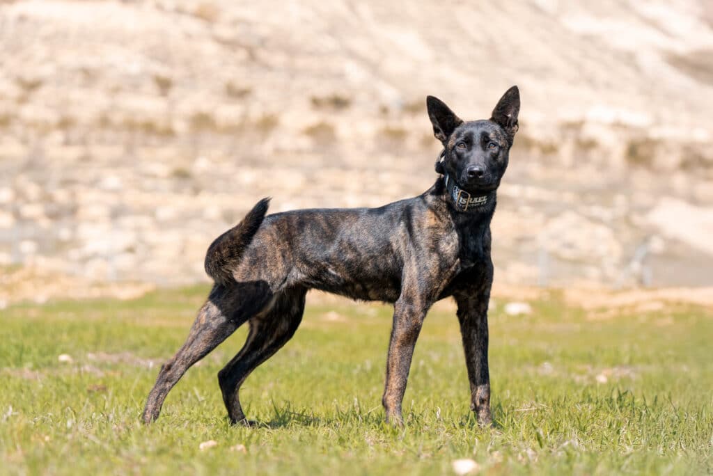 Meet Zara, an Israel Protection K9 Dog