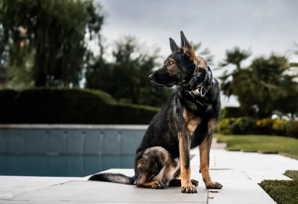 German Shepherd protection dog sitting by a pool, showcasing alertness and readiness, relevant to Israel Protection K9's training services for dog owners in Florida.