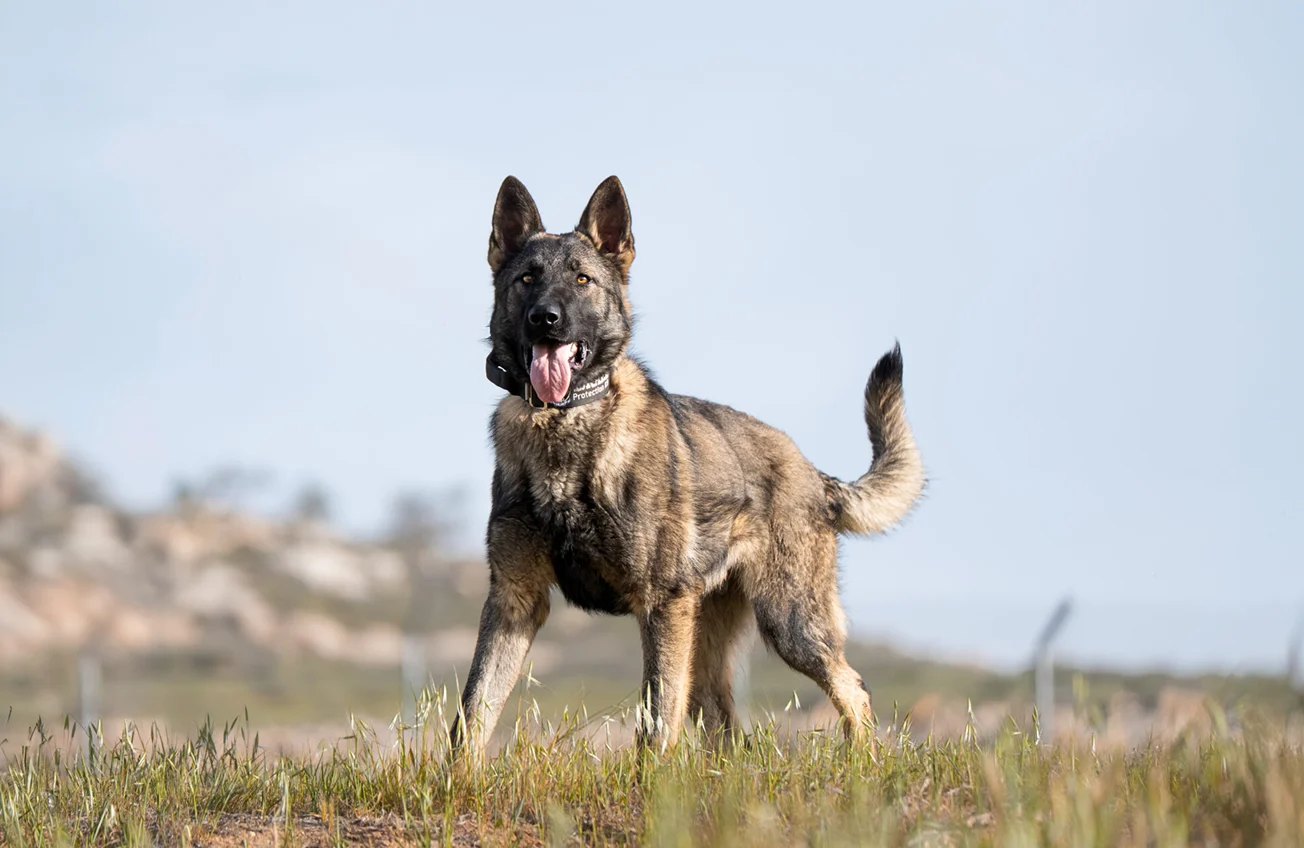 Trained German Shepherd security dog for campus safety and perimeter control.