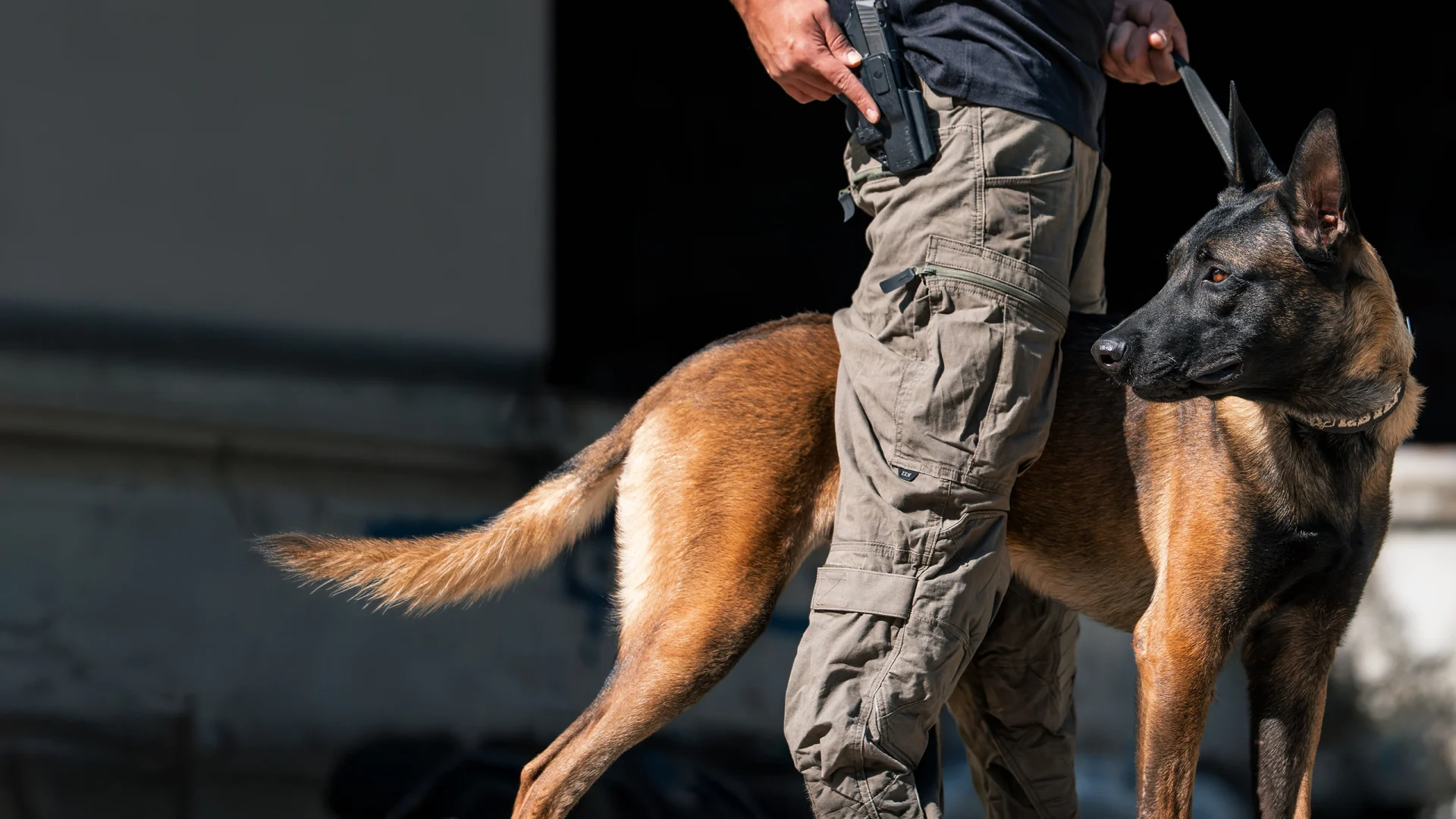 Belgian Malinois protection dog and handler demonstrating working presence