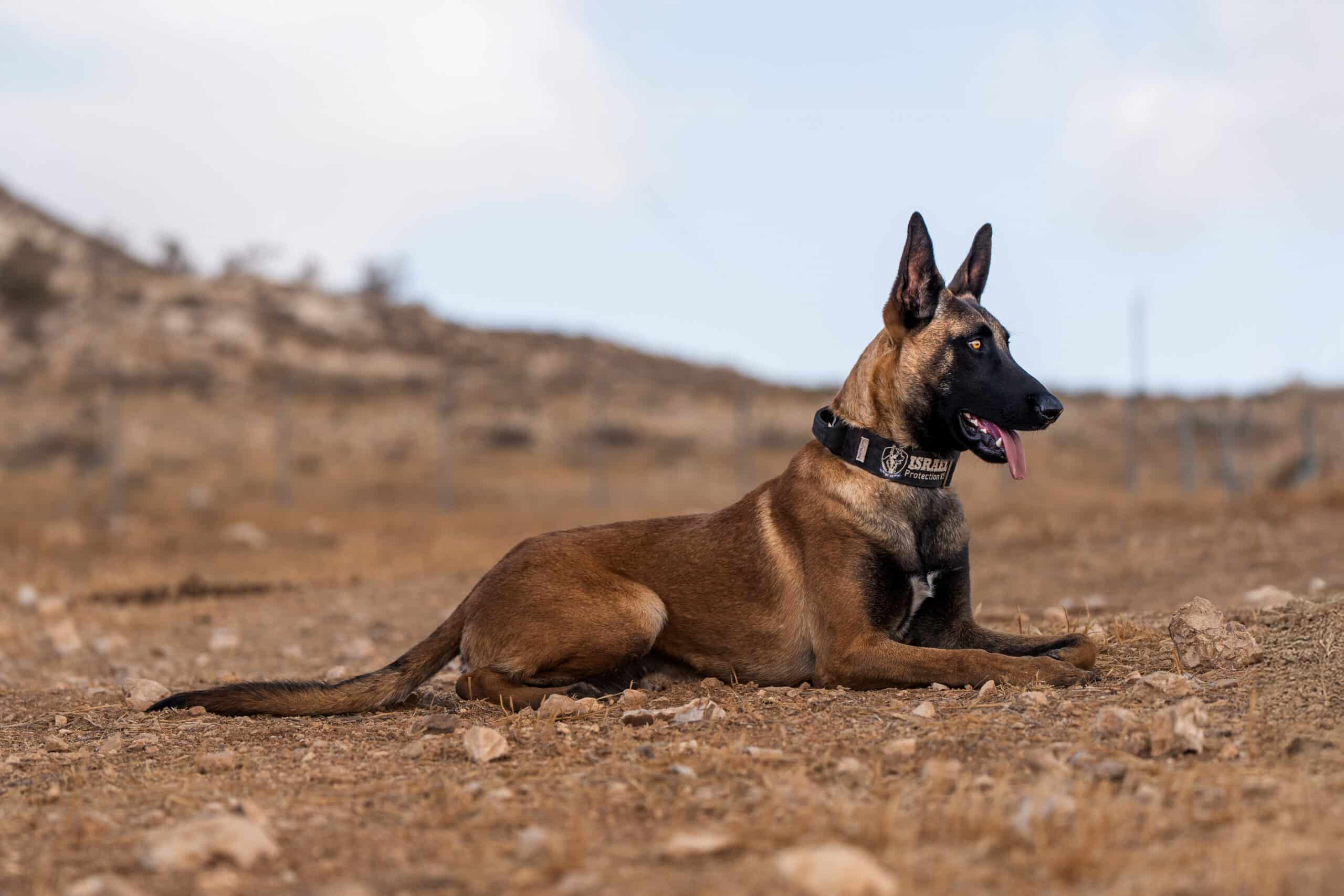 Meet Boris, an Israel Protection K9 dog