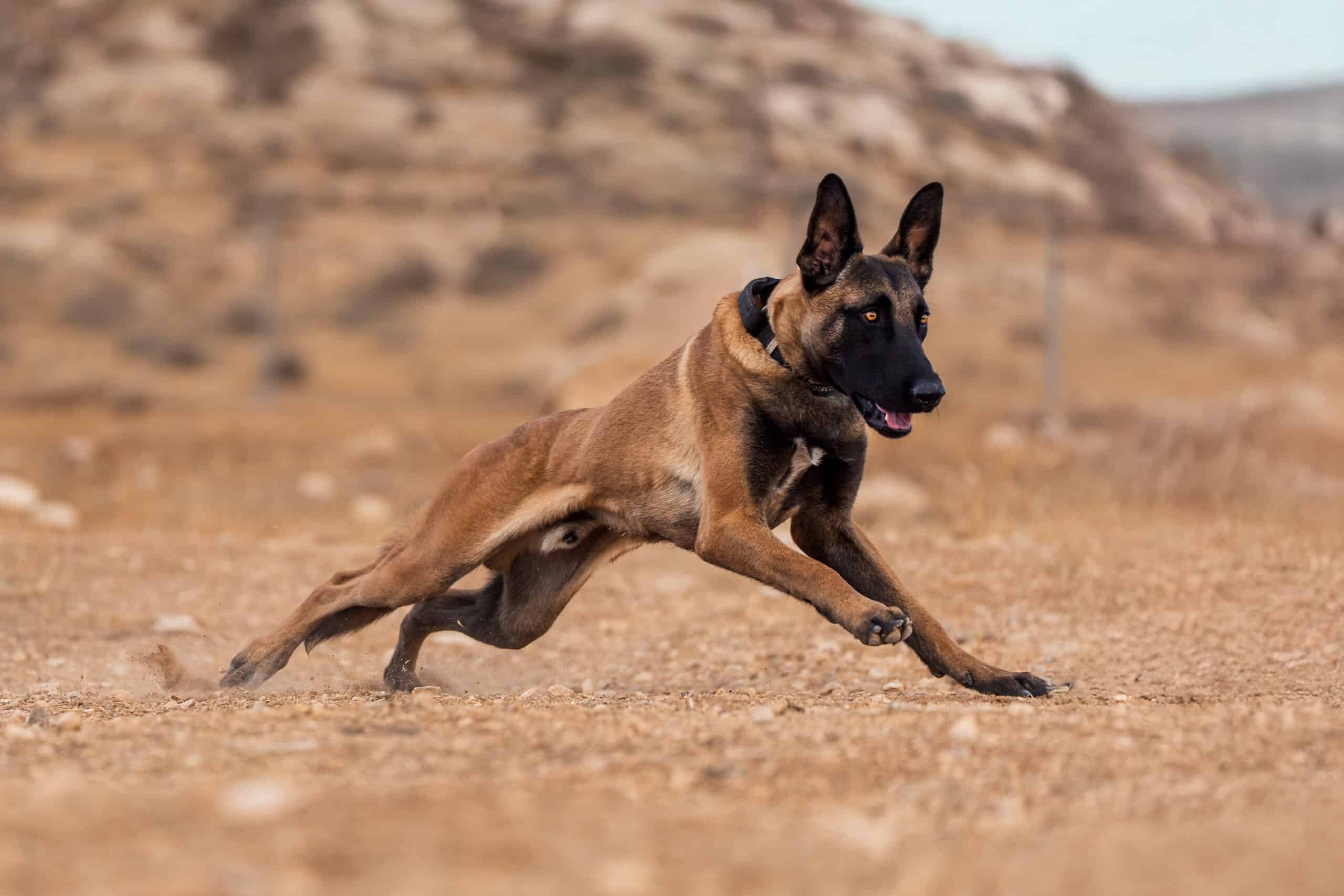 Meet Boris, an Israel Protection K9 dog