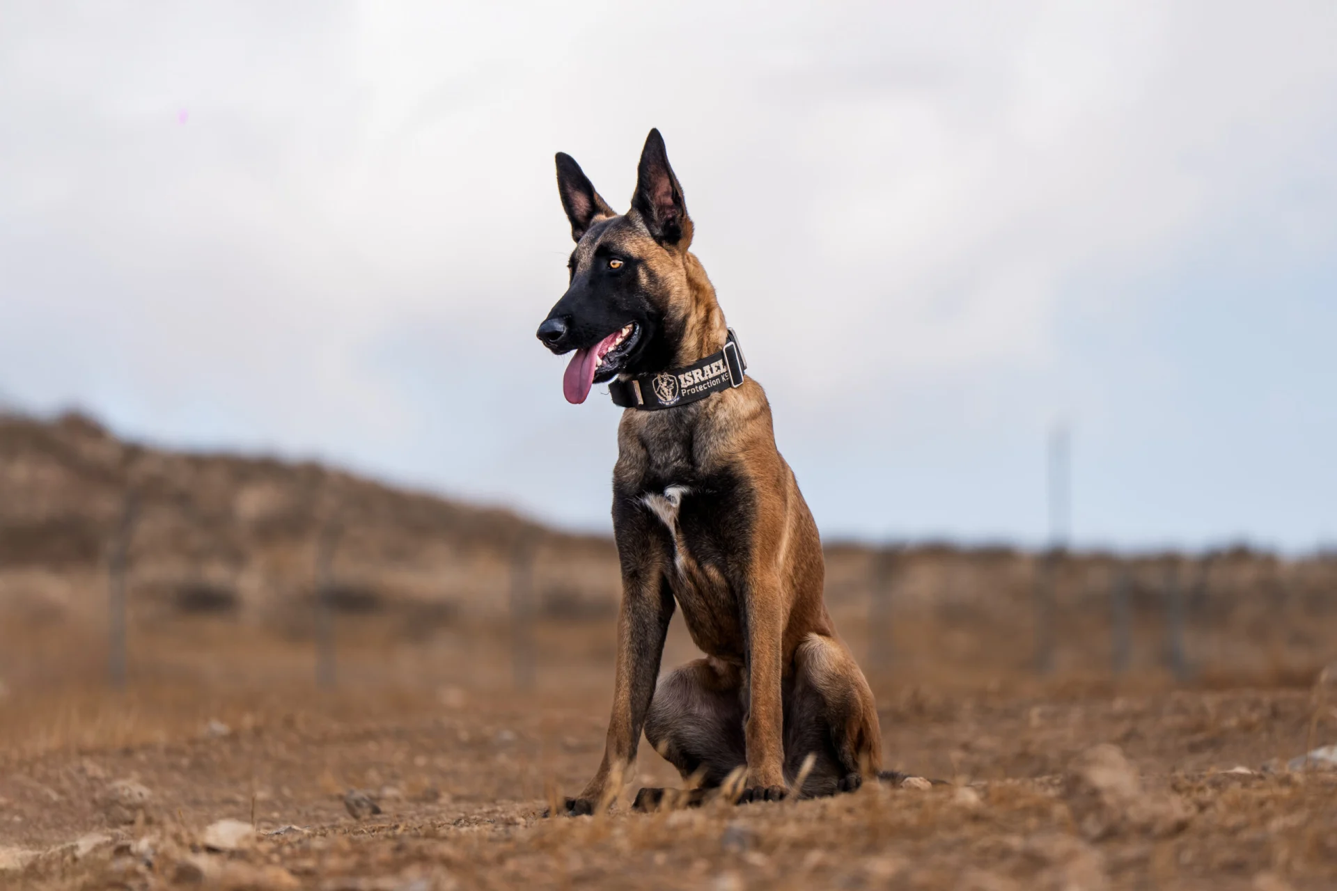Belgian Malinois named Boris, showcasing strength and stability, wearing an "Israel Protection K9" collar in an outdoor setting.