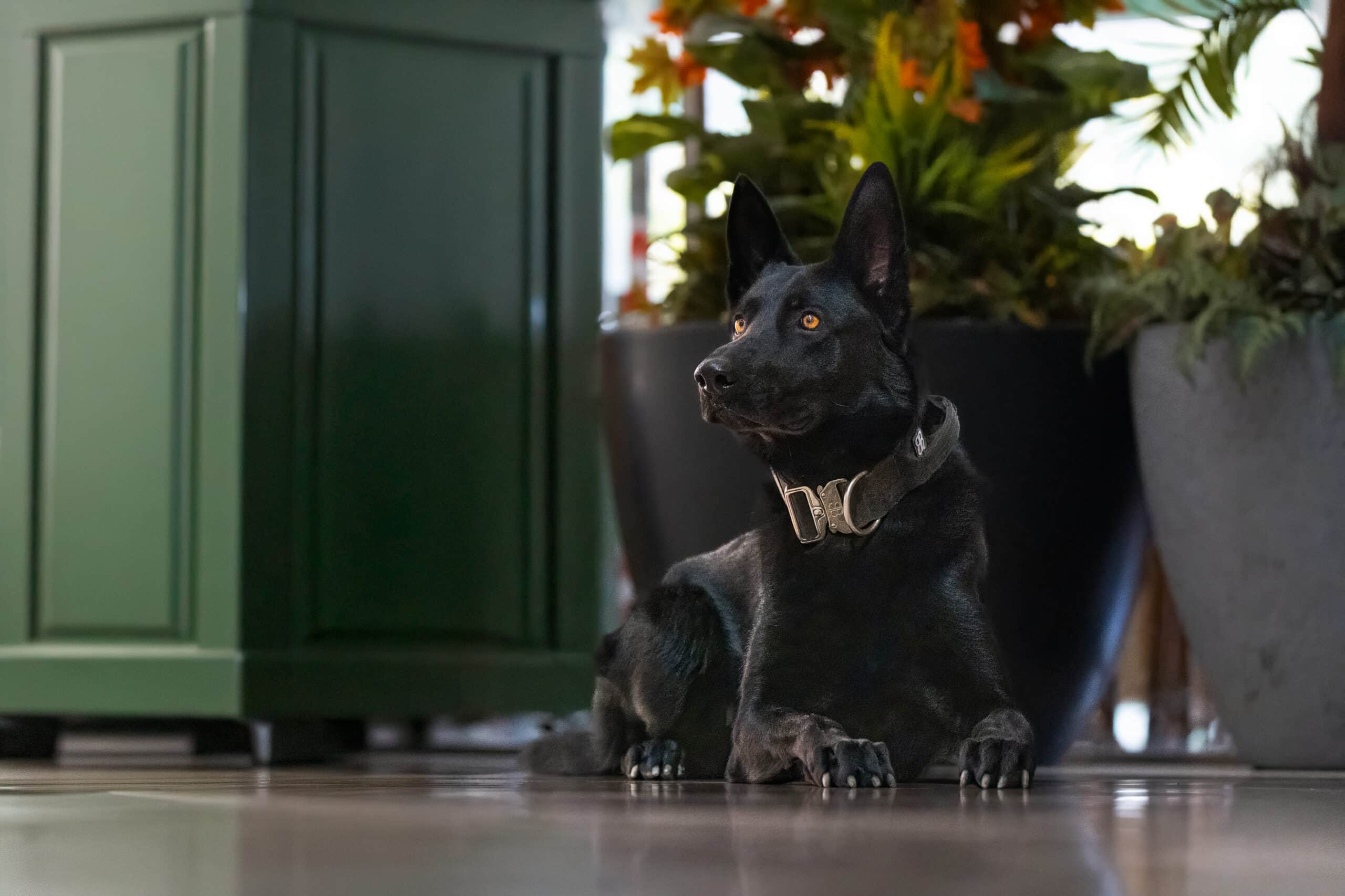 Black Belgian Malinois seated and guarding a gate
