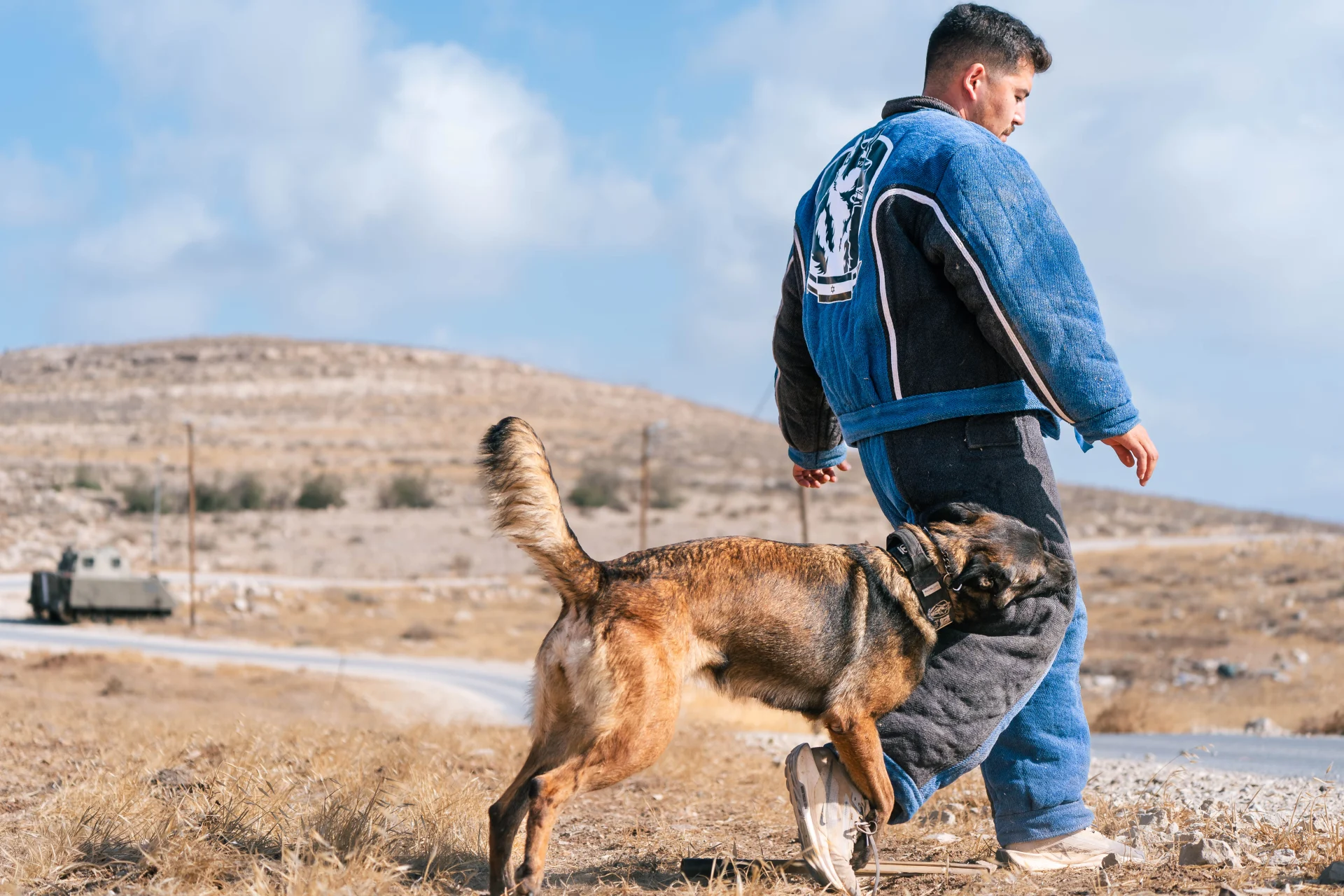 Man in protective training suit walking with a Belgian Malinois dog in a training setting, emphasizing protection dog training and handling.