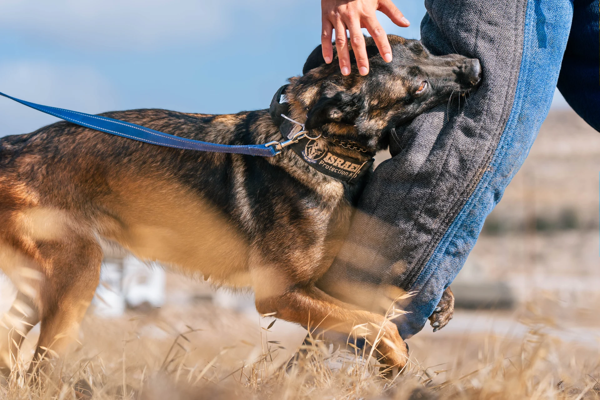 Dog with a blue leash interacting with a person, showcasing a trained protection dog from Israel Protection K9 in a natural outdoor setting.