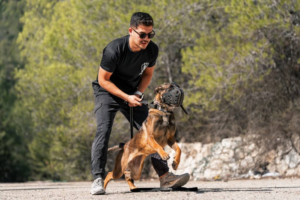 German Shepherd dog getting ready to bite an intruder