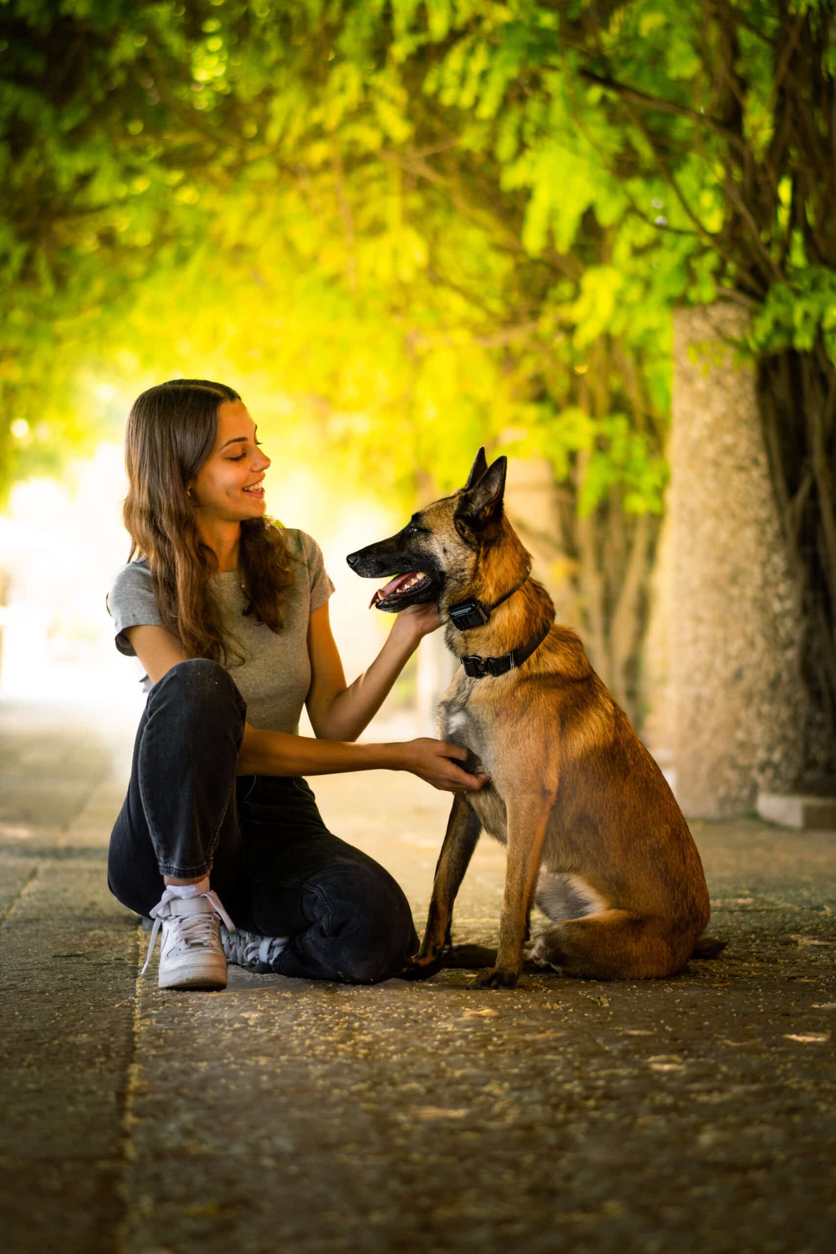 German Shepherd standing guard over its sister
