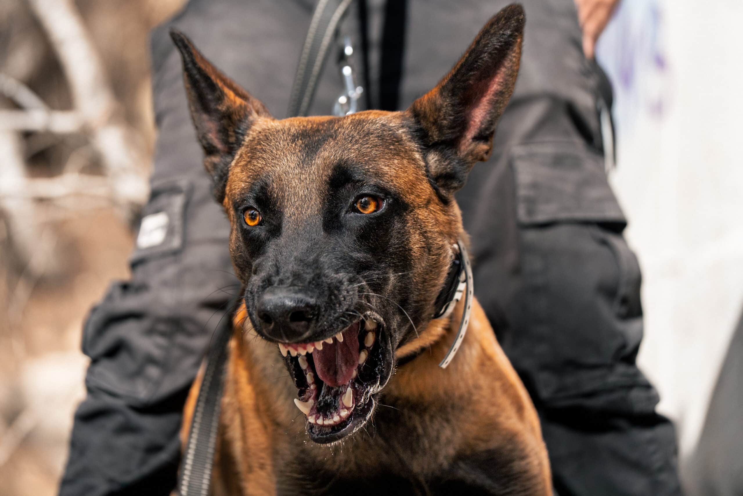 Giant guard dog snarling