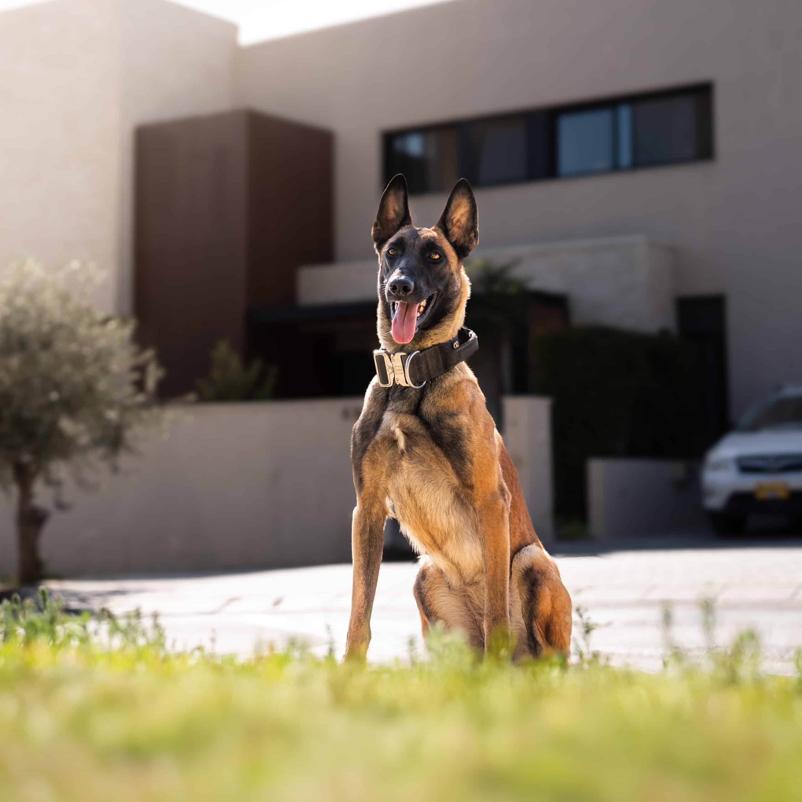 A guard dog standing guard over its estate