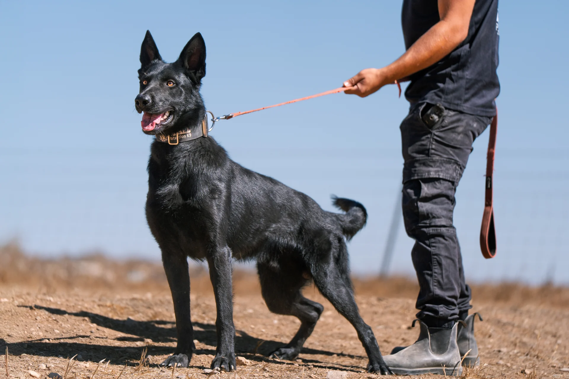 Trained protection dog on leash with handler, Israel Protection K9.